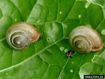 Carthusian snail