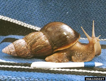 Giant African snail