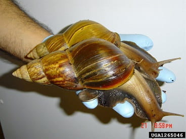 giant african snail