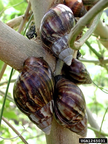 giant african snail