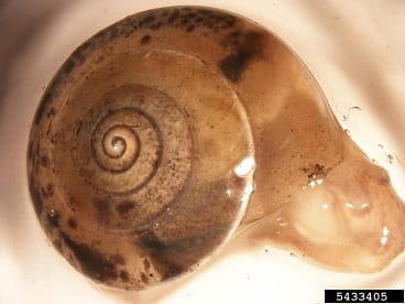 Girdled snail