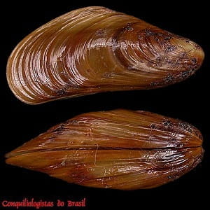golden mussel