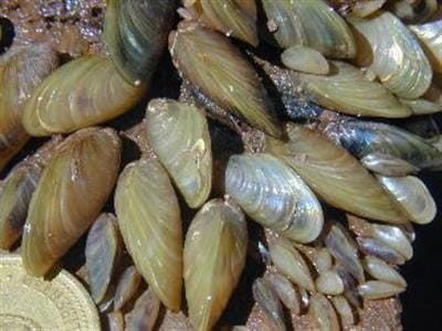 golden mussel