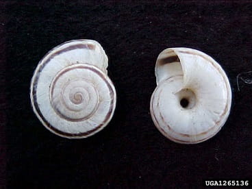 Heath snail
