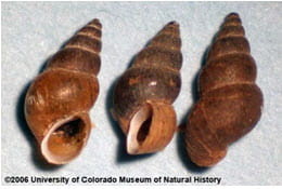 new Zealand mud snail