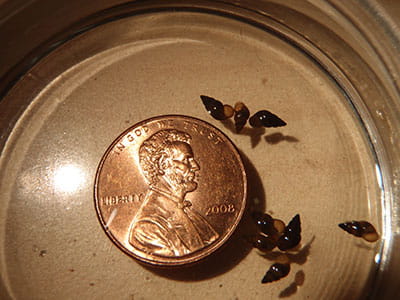 New Zealand mudsnails 