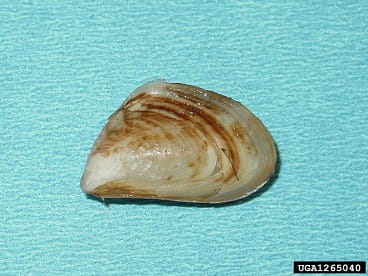 Quagga mussel