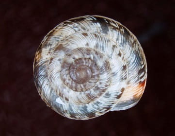 Wrinkled dune snail