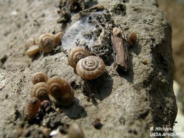 wrinkled dune snail group