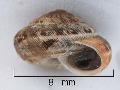 wrinkled dune snail