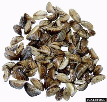 zebra mussels