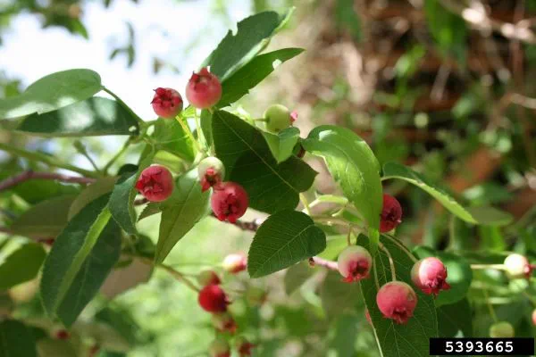 An Allegheny serviceberry branch and berries.