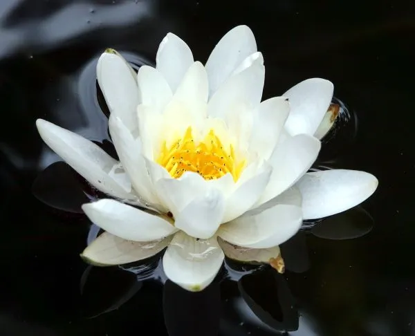 A white water lily flower floating on water