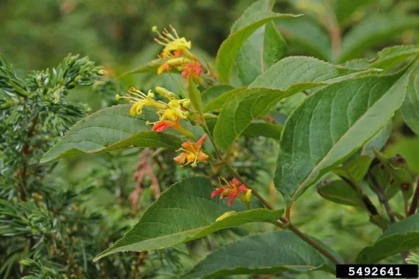 A bush honeysuckle branch with flowers.