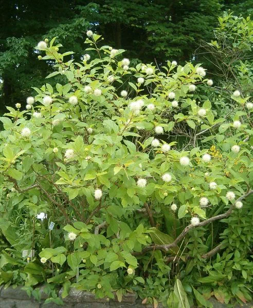 A buttonbush shrub in flower.