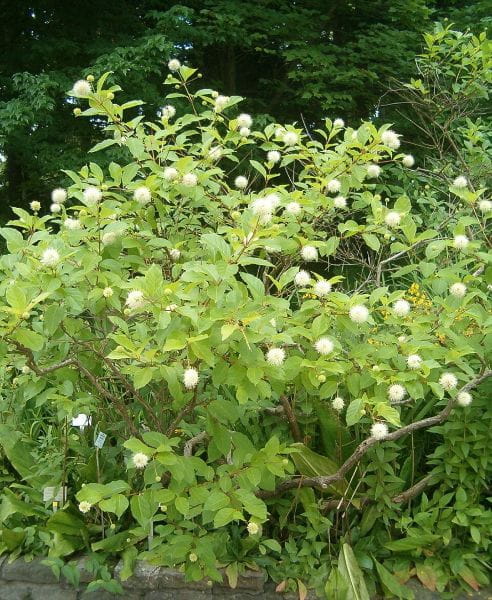 A buttonbush shrub in flower.