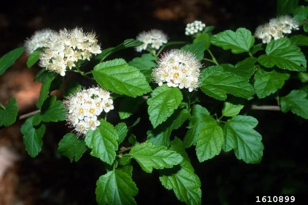 White flower clusters on the common ninebark plant.