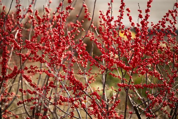 Branches of Michigan holly covered in red berries.