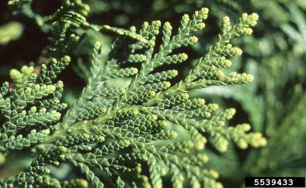 Closeup of a northern white cedar branch.