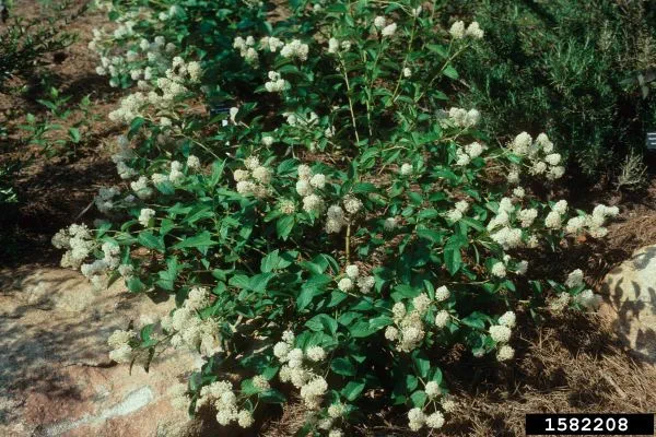 A New Jersey tea bush in bloom.