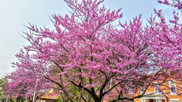 A redbud tree in flower.