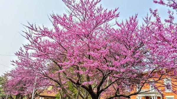 A redbud tree in flower.