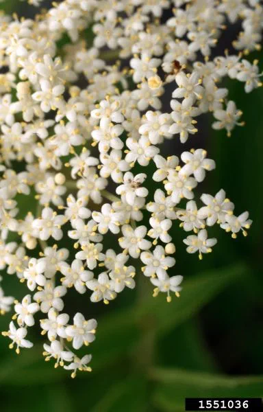 The small, white flowers of the common elderberry plant.