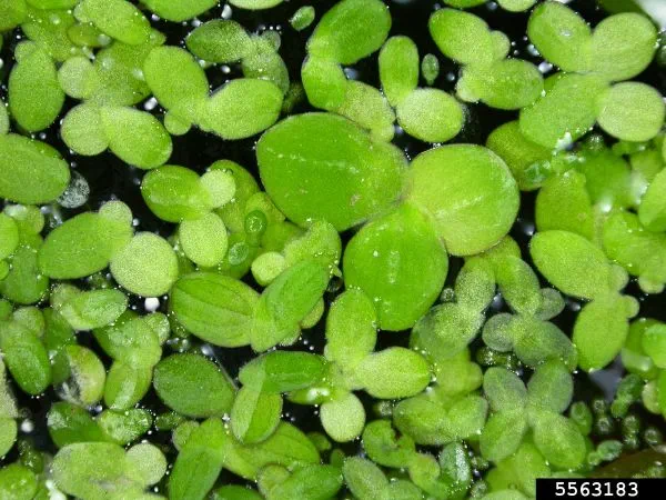 Closeup of duckweed plants in the water.
