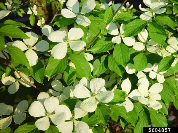 A closeup of flowering dogwood blooms and leaves.