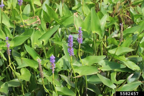 A patch of pickerelweed showing some purple flower stalks.