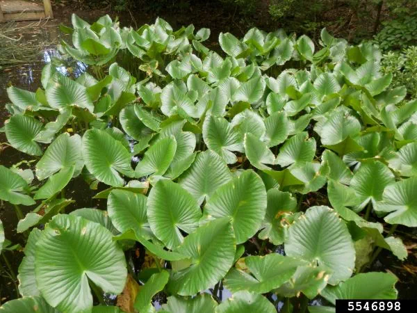 A patch of yellow pond-lily plants.