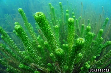 African Oxygenweed cluster