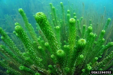 african oxygen weed