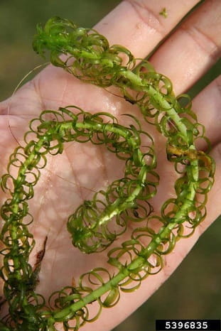 african oxygen weed