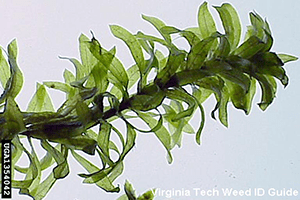 Eurasian Watermilfoil