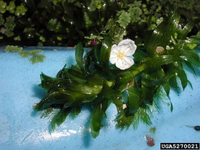 Brazilian elodea