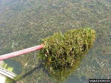 curly pondweed