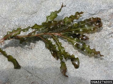  curly pondweed