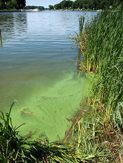 algae bloom