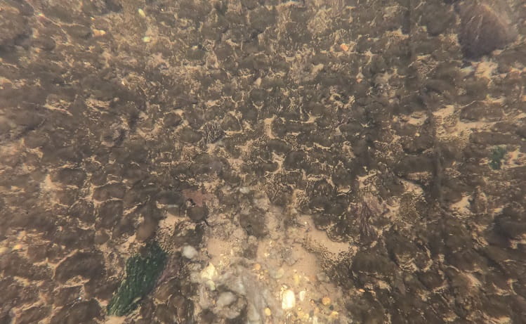 Looking through water at the bed of a river where rocks and stones are covered with didymo.