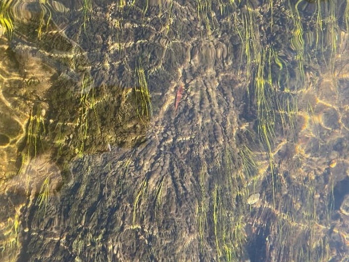 A stream bed with clumps of didymo growing on submerged vegetation.
