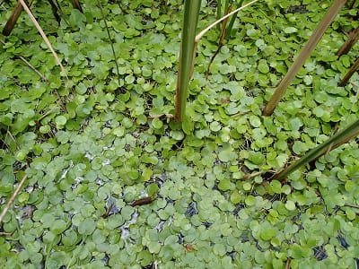 European frog-bit growing among cattails