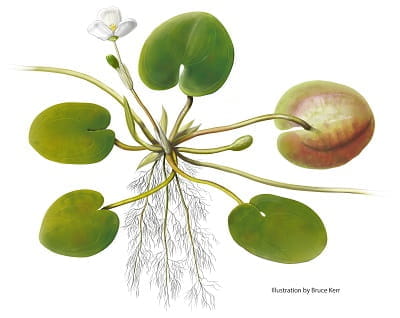 Image and description of European frog-bit plant