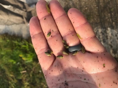 Small, seed-like turions in an open hand