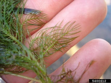 eurasian watermilfoil