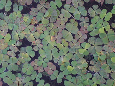 European water clover