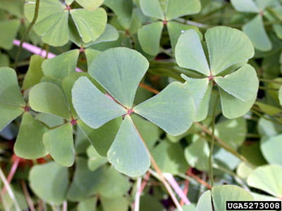 European water clover