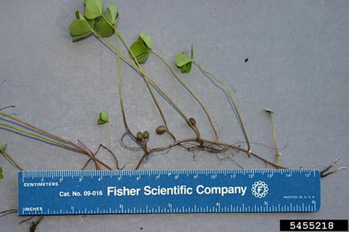 European water clover