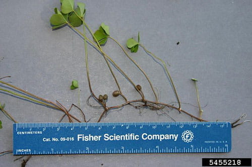 European water clover