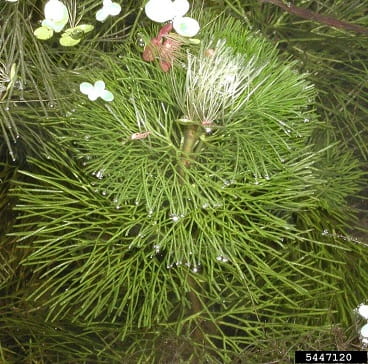 Fanwort